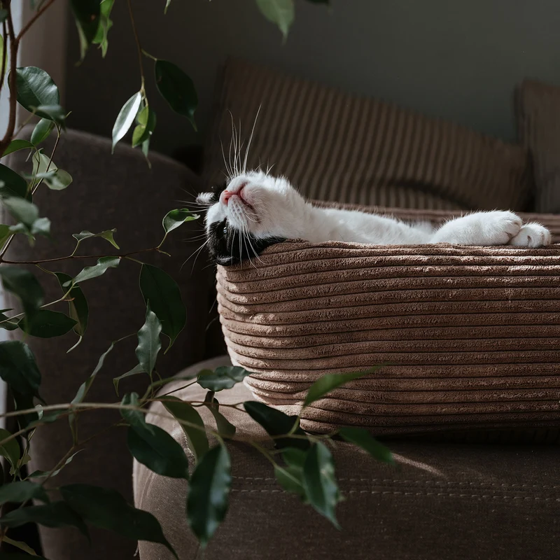 Katzenbett Rimini